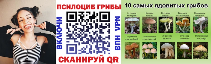 Галлюциногенные грибы Psilocybe darknet какой сайт Суздаль